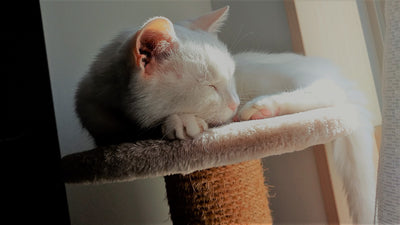 2022年2月22日は今世紀最大の『ネコの日』。Sonotas猫部の愛ネコをご紹介！